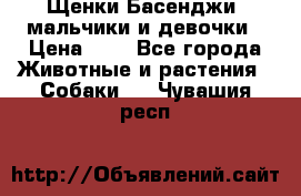 Щенки Басенджи ,мальчики и девочки › Цена ­ 1 - Все города Животные и растения » Собаки   . Чувашия респ.